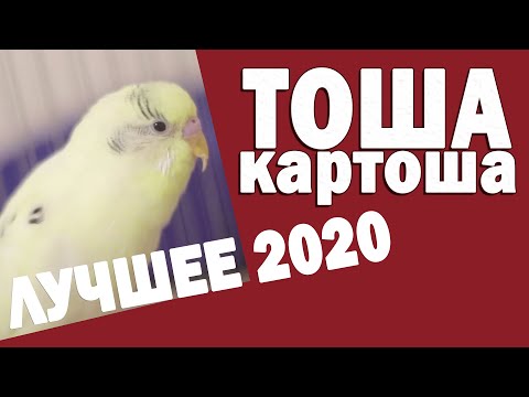 Видео: 🌞 Весёлое пение волнистого попугая Тоши 👍 #ТОШАКАРТОША 5🐦