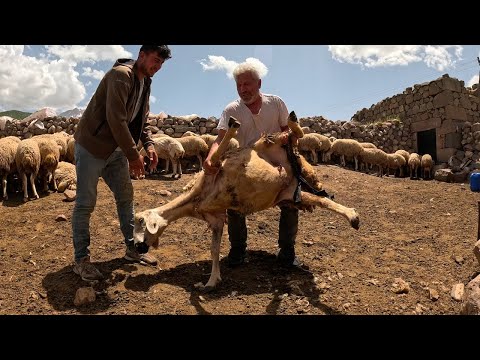 Видео: Семья пастухов, естественно живущая в горах
