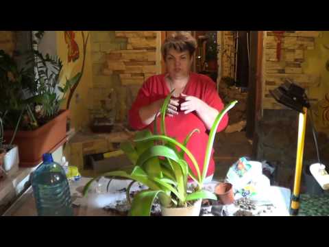 Видео: Гемантус ( ОЛЕНИЙ ЯЗЫК) . КОМНАТНЫЕ ЛУКОВИЧНЫЕ РАСТЕНИЯ