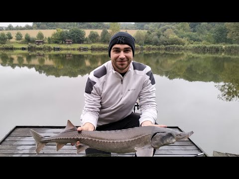 Видео: Зловив всіх : Осетр, Амур, Короп, Сом!@Koi_koi_iz 
