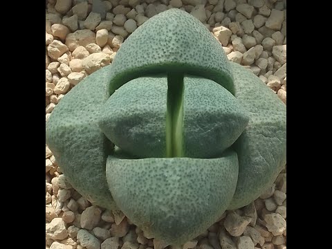 Видео: Рассказываю про литопсы, показываю еще суккуленты, плейоспилосы, фритии и фаукарии.