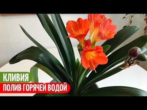 Видео: Такой ПОЛИВ Дает Высокий Цветонос У КЛИВИИ. Мои цветы. Мой опыт.