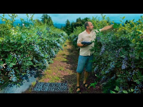 Видео: ГОЛУБИКА. Новые Сорта. История Успеха. Секреты Больших Урожаев.