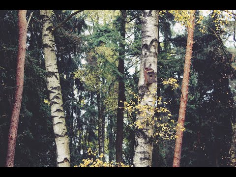 Видео: ЧТО ДУМАЕТ О ВАС И КАК ОТНОСИТСЯ ЗАГАДАННЫЙ ВАМИ ЧЕЛОВЕК 🍒КОЛЕНА TAROT LOVE READING