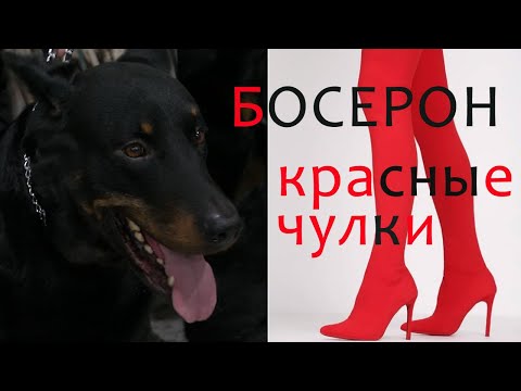 Видео: Босерон - гладкошерстная французская овчарка