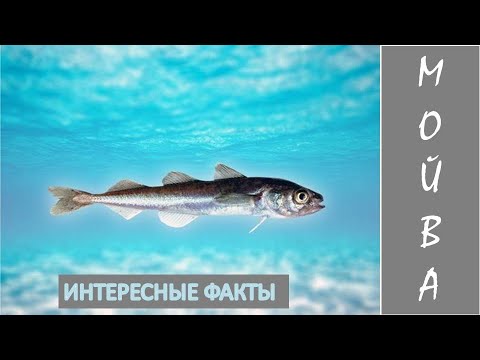 Видео: МОЙВА🐟/Рыбы/Животные/Интересные факты