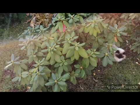 Видео: Укрытие рододендрона на зиму, профилактика рододендрона  перед зимним  укрытием