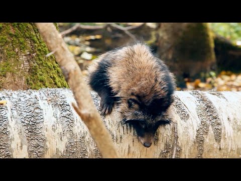 Видео: Охотничий инстинкт: Ценный мех енотовидной собаки. Охота с лайкой в Удмуртии