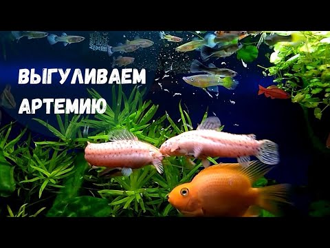 Видео: ВПЕРВЫЕ КОРМИМ ЖИВОЙ ВЗРОСЛОЙ АРТЕМИЕЙ 🦠🦠🦠