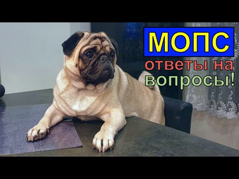 Видео: Линька у мопса, что делать?
