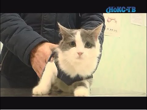 Видео: Взяли домой уличного кота? Советы ветеринара