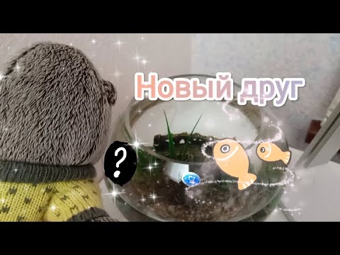 Видео: У нас с Басиком новый друг! | Где Джошуа?! | Новый герой канала