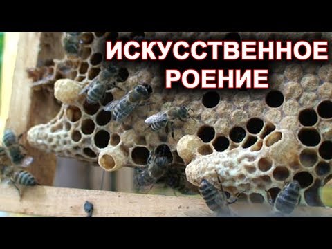 Видео: Искусственное роение. Деление семьи  на пол-лёта без нахождения матки.