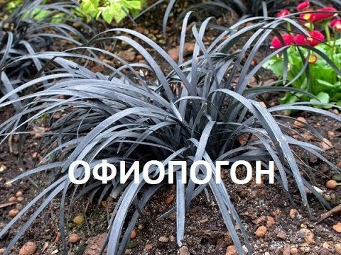 Видео: РЕДКОЕ РАСТЕНИЕ в наших садах-ОФИОПОГОН  НИГРЕСЦЕНС\\  Ophiopogon planiscapus Nigrescens\\