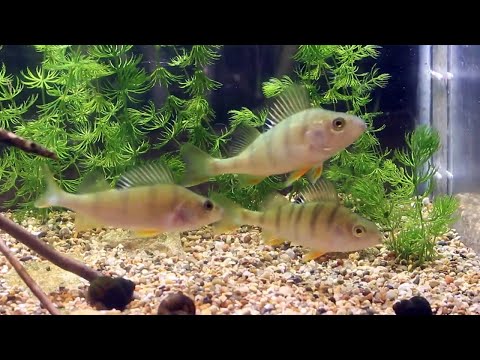 Видео: Кормление диких окуней в аквариуме живыми рыбками