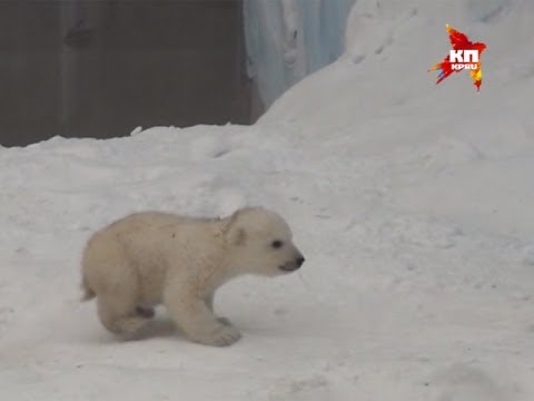 Видео: Белый медвежонок из Новосибирского зоопарка стал звездой британского таблоида