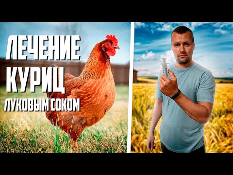 Видео: Лечение курей луковым соком и самогоном! Болезни кур!