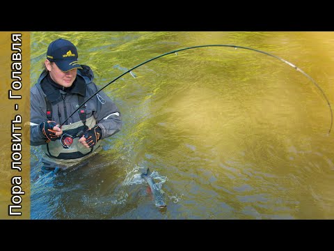Видео: Ловля голавля летом на спиннинг. Мощные поклевки на перекате!!!  [Пора ловить голавля]