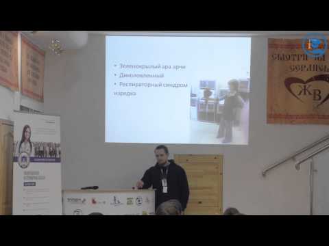 Видео: «Микозы у птиц» Томашевский А. Л. в ВЦ «ЗООВЕТ»