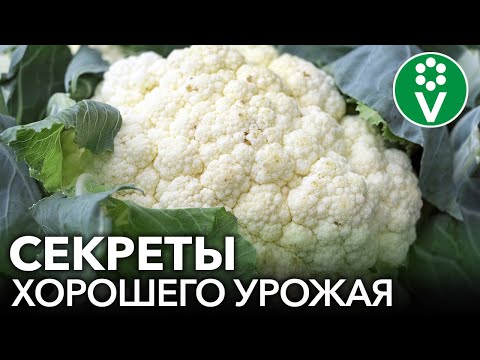 Видео: УРОЖАЙ ЦВЕТНОЙ КАПУСТЫ КРУГЛЫЙ ГОД! Простые правила посева и выращивания капусты без пикировки