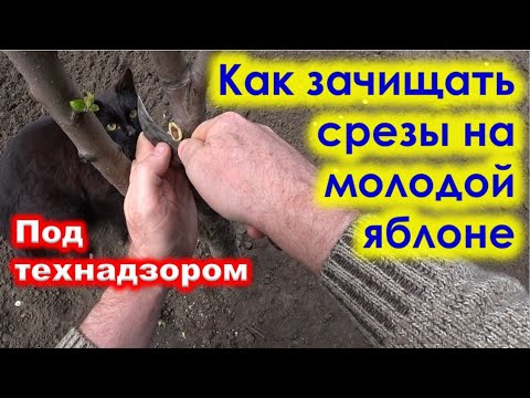 Видео: КАК правильно ЗАЧИЩАТЬ СРЕЗЫ на ЯБЛОНЕ. Формируем крону яблоне трехлетке.