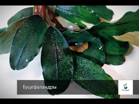 Видео: Обзор Буцефаландр.