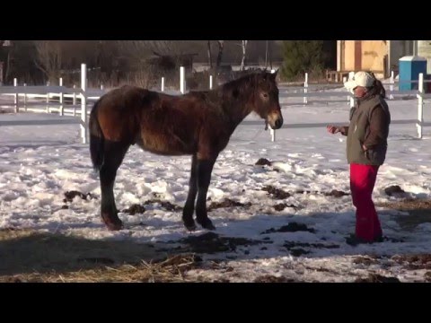 Видео: Как завоевать к себе расположение жеребенка