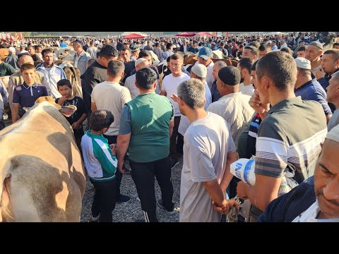Видео: ШАХРИХОН ЖУЧА МОЛ БОЗОР ЯНГИ НАРХЛАРИ ЭНА БОЛА СИГИРЛАР НАРХИ ОШИБ КЕТИ БУГУН ДУСЛАР 