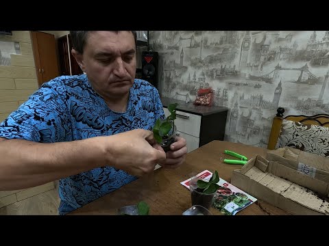 Видео: КУПИЛ НА WB САЖЕНЦЫ КЛУБНИКИ 5 штук. РАСПАКОВКА И ВИДЕО ФИКСАЦИЯ. Я Денис ХМАО