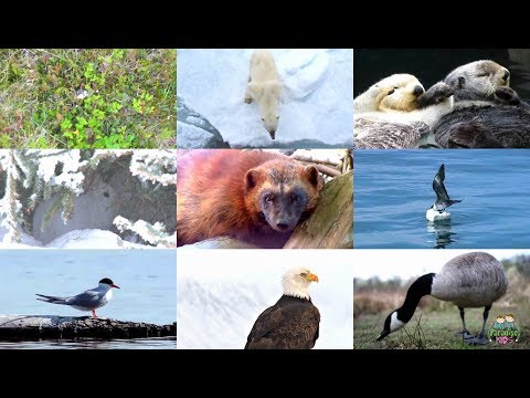 Видео: Арктические животные для детей на английском (с видео)