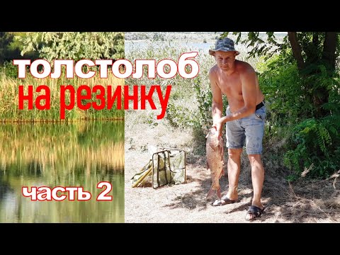 Видео: Ловим ТОЛСТОЛОБА на резинку 🐟 Мой любимый водоём! ( часть 2 )