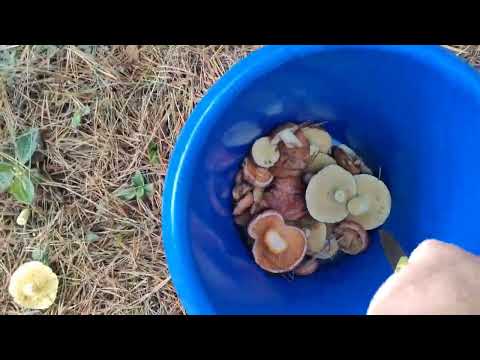 Видео: Простые радости деревни В лес на разведку .Грибов нет.