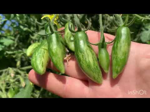 Видео: Выращивание томатов в горшках, обзор,уход.9 июня 2024 г.