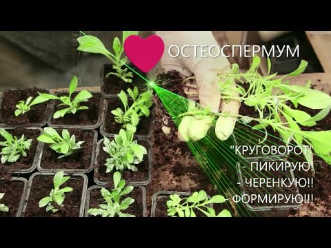 Видео: Остик из ЧЕРЕНКА -пикировка, прищипка, формирование куста!