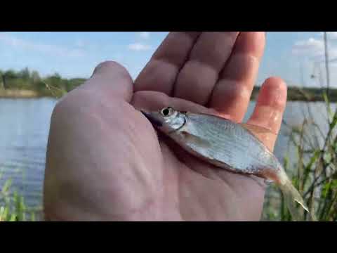 Видео: Рыбалка на лесном озере