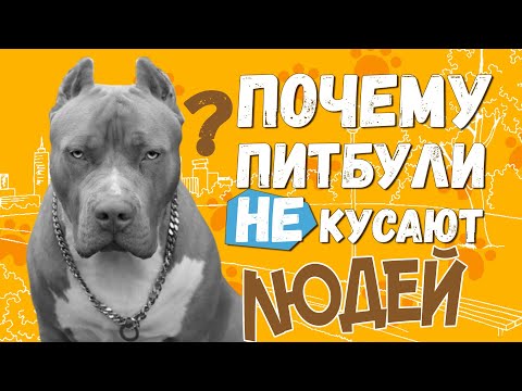 Видео: Почему Питбуль НЕ кусает людей // Порода Американский Питбультерьер и Стаффордширский Терьер