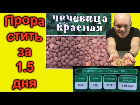 Видео: Прорастить  красную чечевицу быстро и просто. Обед сыроеда. Полезная еда дешево и вкусно