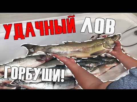 Видео: УДАЧНЫЙ УЛОВ ГОРБУШИ! | ПО ЛИЦЕНЗИИ