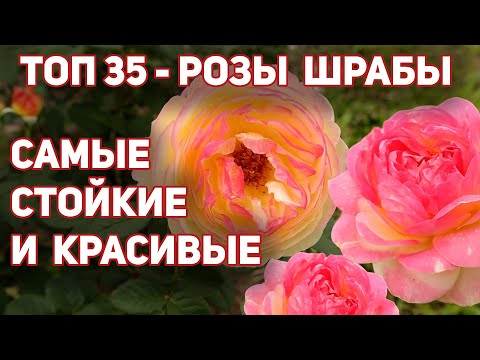 Видео: ТОП 35 - Любимые сорта, розы шрабы. Новинки, ADR, проверенные сорта. Надежные и неприхотливые.