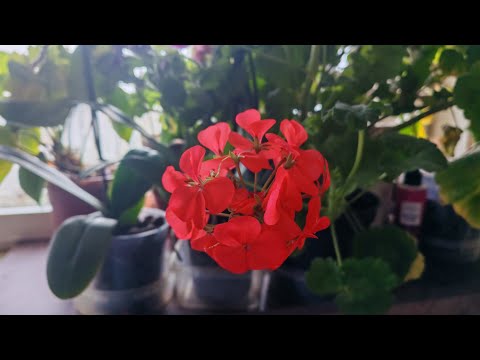 Видео: Покупки ФИКС-ПРАЙС, ОЗОН, ВБ. И другое.