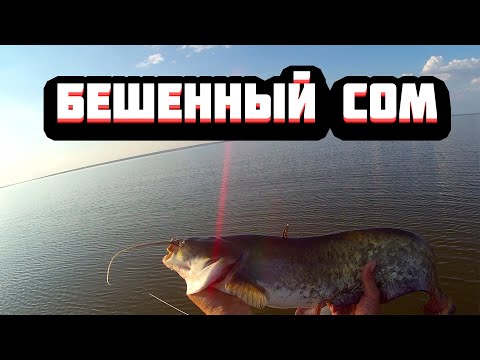 Видео: ВЗБЕСИВШИЙСЯ СОМ ПЕРЕМЁТ Р.ВОЛГА