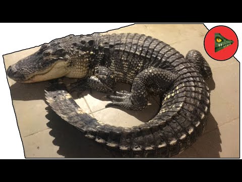 Видео: АМЕРИКАНСКИЙ АЛЛИГАТОР СНОВА С НАМИ! Соскучились по аллигаторам? ЧУТЬ НЕ ОТКУСИЛА РУКУ!
