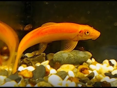 Видео: Китайский водорослеед. Описание, условия содержания и личный опыт. У рыжих действительно нет души