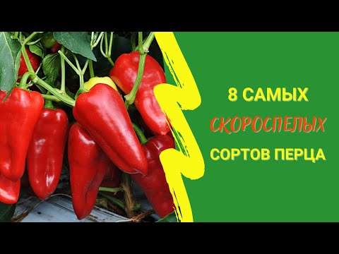 Видео: 8 самых скороспелых сортов перца для получения суперраннего урожая