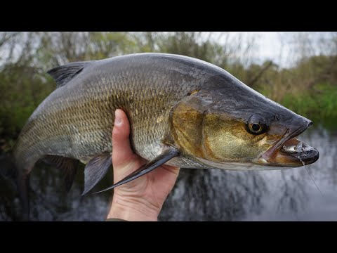 Видео: Новый рекорд по жереху на Sakura Phoxy Minnow 40S. Открытие лодочного сезона 31.05.21.