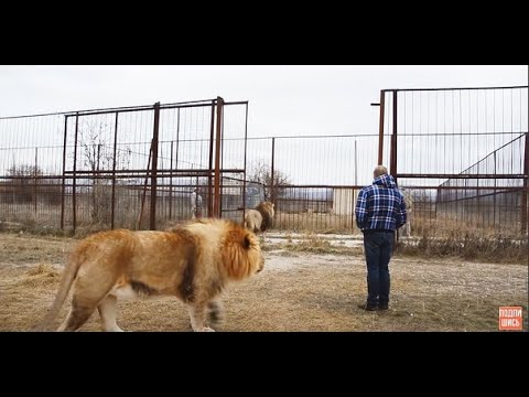 Видео: ВЫ ХОТЕЛИ ЭТО УВИДЕТЬ ! Львы заходят в зимние домики! Lions enter winter homes!