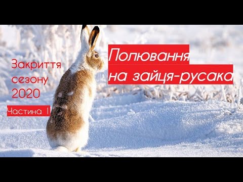 Видео: Полювання на зайця-русака | Закриття сезону 2020 | Частина 1