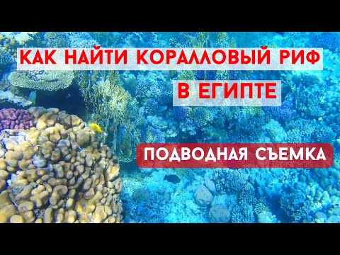 Видео: Супер Красивый риф в Макади Бей! \ Подводная съемка в Красном море в Египте!