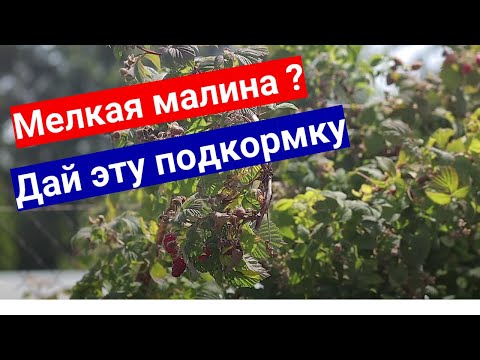 Видео: У малины мелкие ягоды - подкорми! С этим удобрением малины будет много