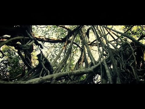 Видео: Мосты - Джунгли